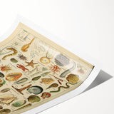 Vintage Marine Life Illustration - Nature Elements Wall Art Print