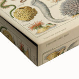 Vintage Marine Life Illustration - Nature Elements Wall Art Print