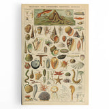 Vintage Marine Life Illustration - Nature Elements Wall Art Print