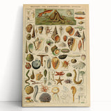 Vintage Marine Life Illustration - Nature Elements Wall Art Print