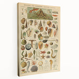 Vintage Marine Life Illustration - Nature Elements Wall Art Print