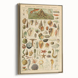 Vintage Marine Life Illustration - Nature Elements Wall Art Print