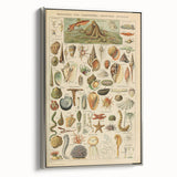Vintage Marine Life Illustration - Nature Elements Wall Art Print