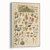 Vintage Marine Life Illustration - Nature Elements Wall Art Print