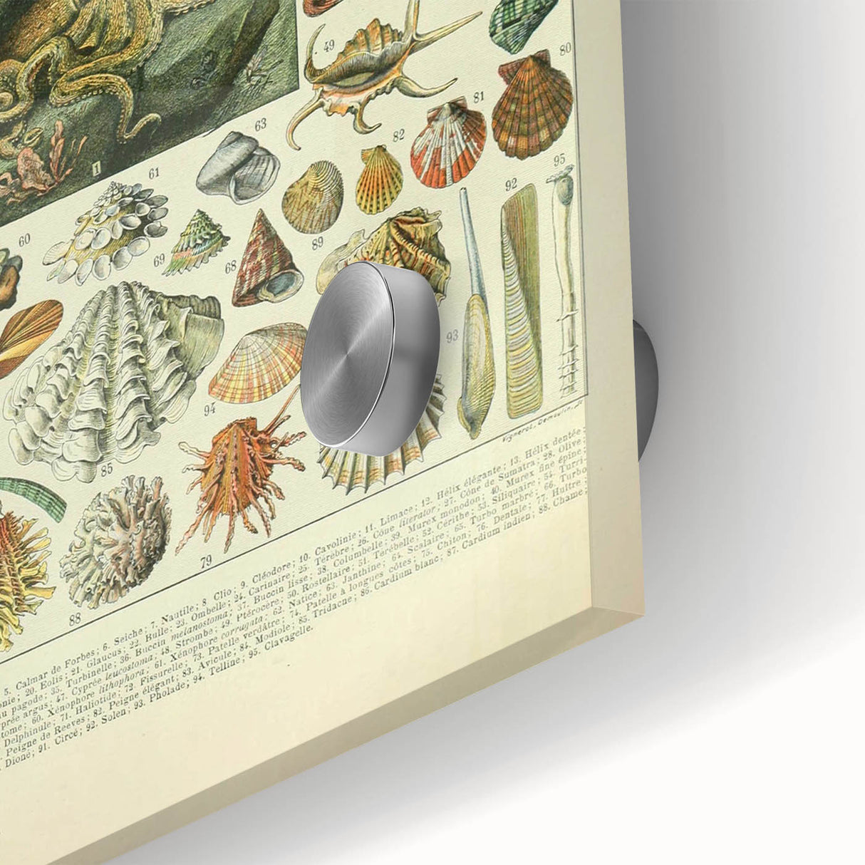 Vintage Mollusks Illustration - Nature Elements Wall Art Print