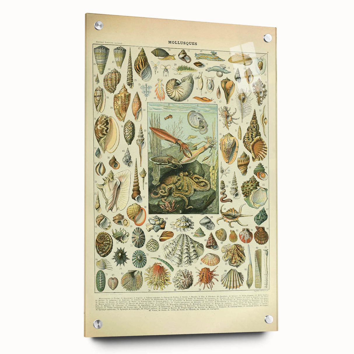 Vintage Mollusks Illustration - Nature Elements Wall Art Print
