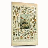 Vintage Mollusks Illustration - Nature Elements Wall Art Print