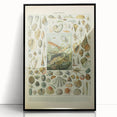 Vintage Mollusks Illustration - Nature Elements Wall Art Print