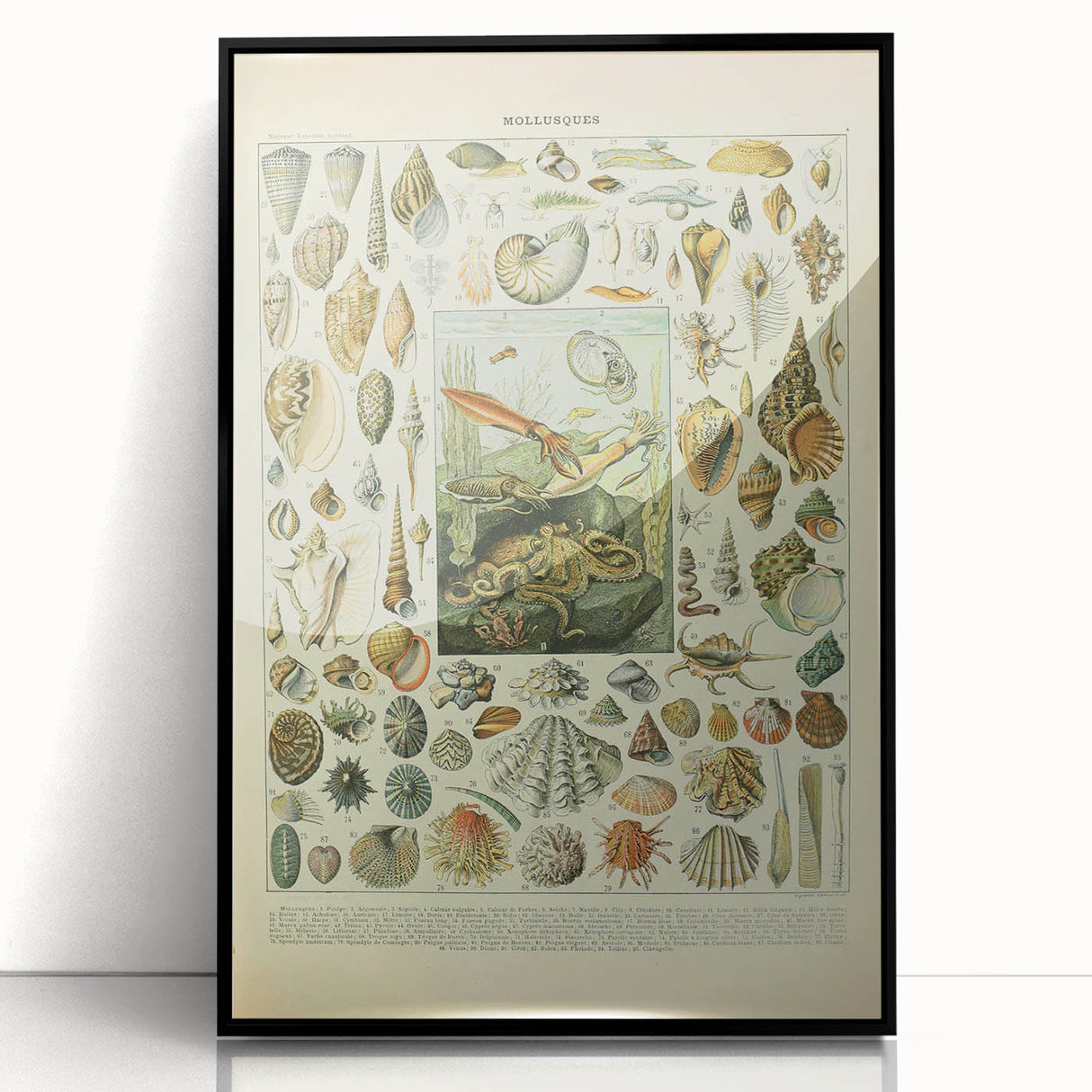 Vintage Mollusks Illustration - Nature Elements Wall Art Print