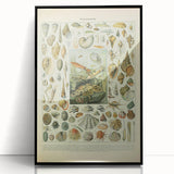 Vintage Mollusks Illustration - Nature Elements Wall Art Print
