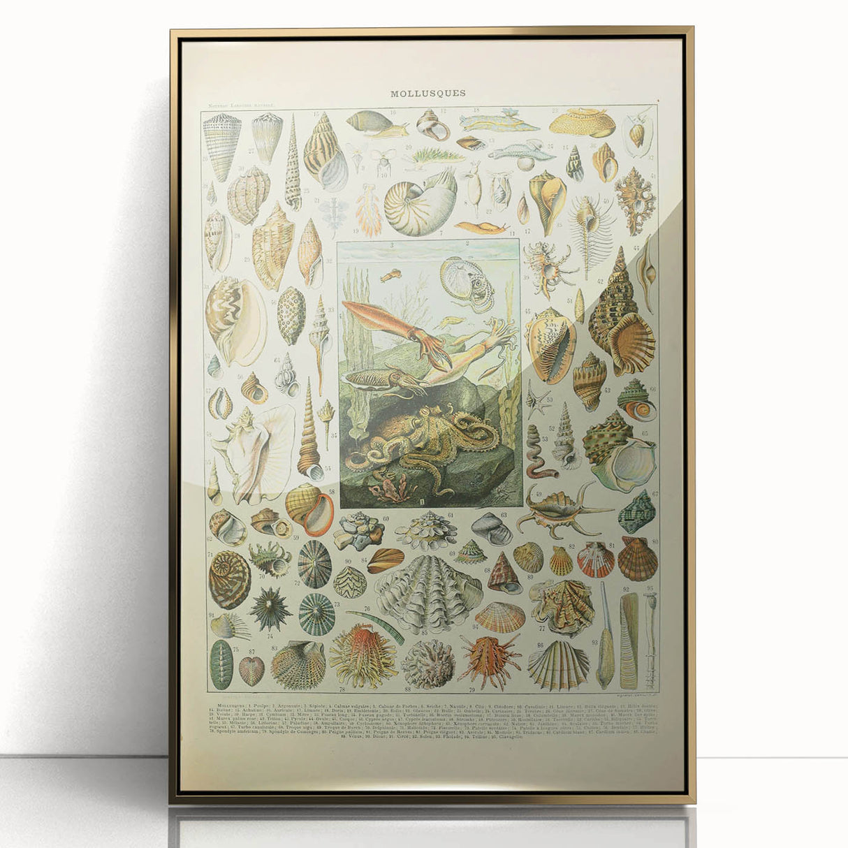 Vintage Mollusks Illustration - Nature Elements Wall Art Print