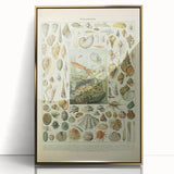 Vintage Mollusks Illustration - Nature Elements Wall Art Print
