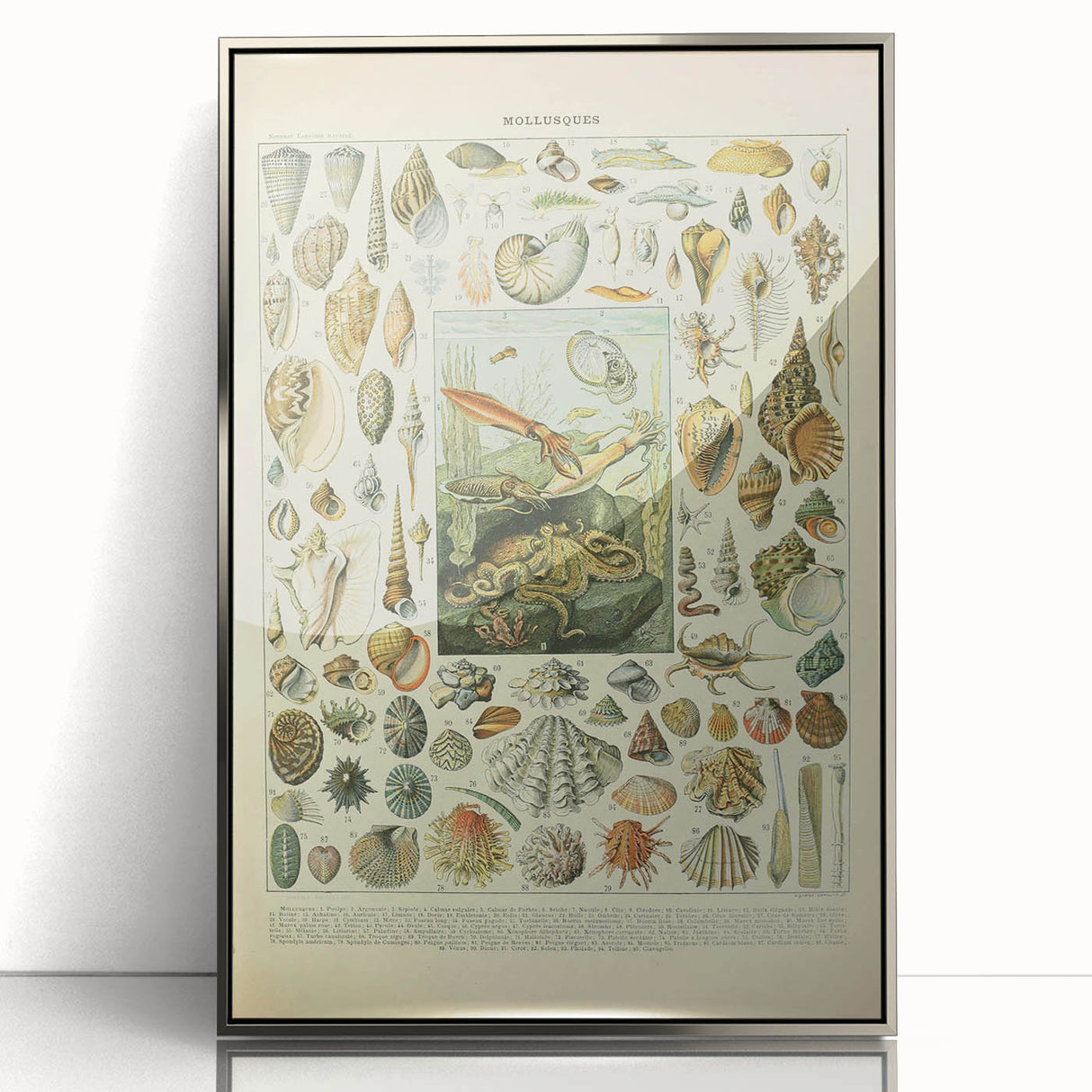 Vintage Mollusks Illustration - Nature Elements Wall Art Print