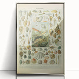 Vintage Mollusks Illustration - Nature Elements Wall Art Print