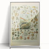 Vintage Mollusks Illustration - Nature Elements Wall Art Print