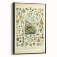 Vintage Mollusks Illustration - Nature Elements Wall Art Print