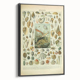 Vintage Mollusks Illustration - Nature Elements Wall Art Print