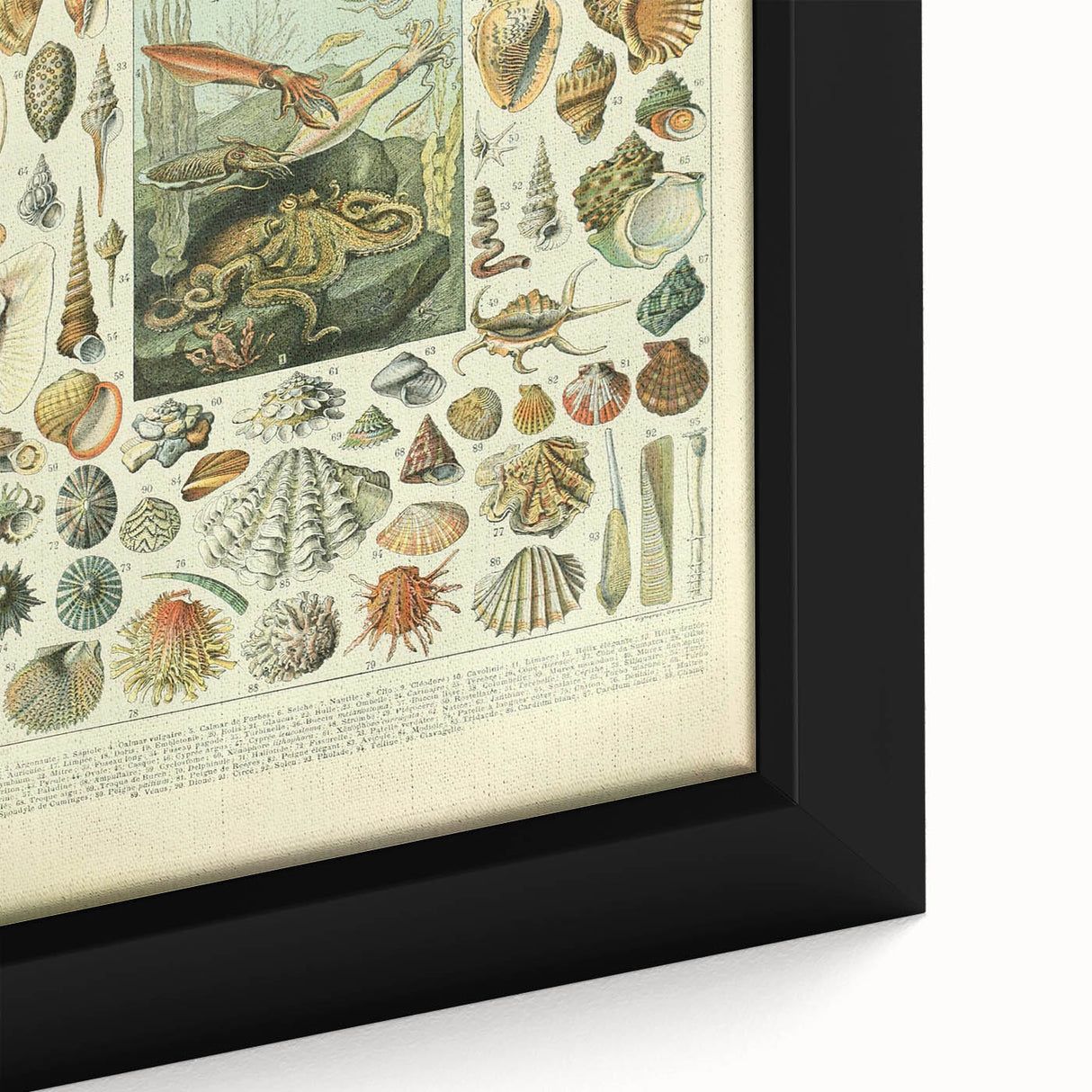 Vintage Mollusks Illustration - Nature Elements Wall Art Print