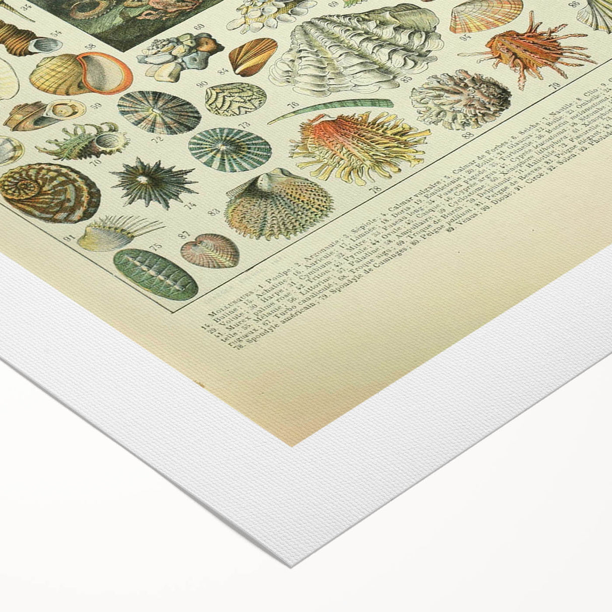 Vintage Mollusks Illustration - Nature Elements Wall Art Print
