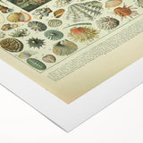 Vintage Mollusks Illustration - Nature Elements Wall Art Print
