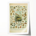 Vintage Mollusks Illustration - Nature Elements Wall Art Print