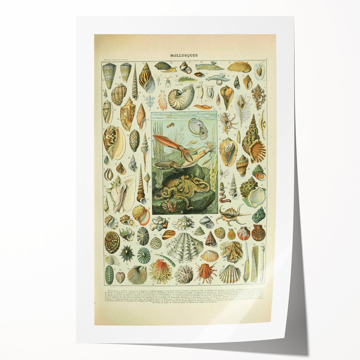 Vintage Mollusks Illustration - Nature Elements Wall Art Print