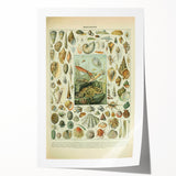 Vintage Mollusks Illustration - Nature Elements Wall Art Print