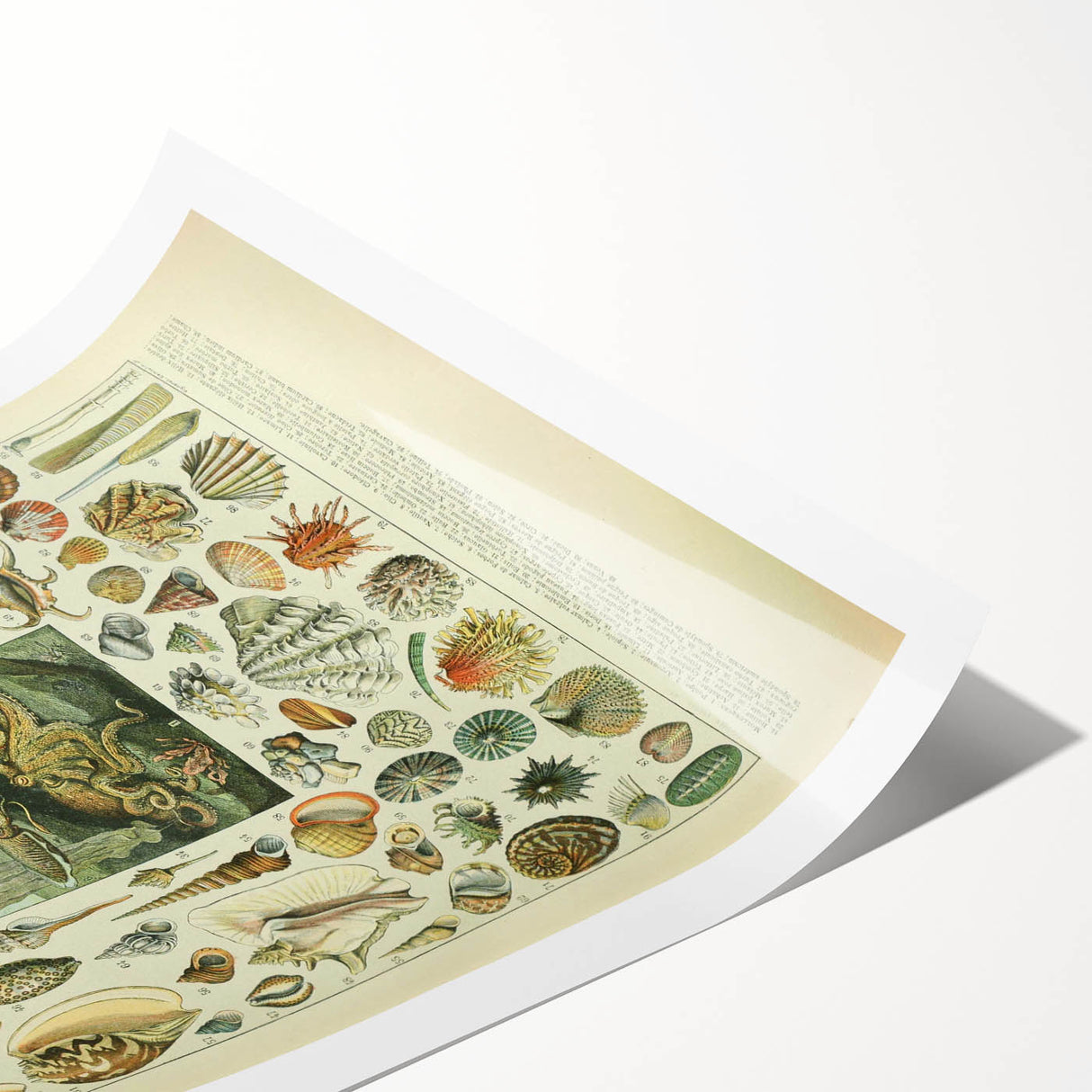 Vintage Mollusks Illustration - Nature Elements Wall Art Print