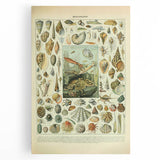 Vintage Mollusks Illustration - Nature Elements Wall Art Print
