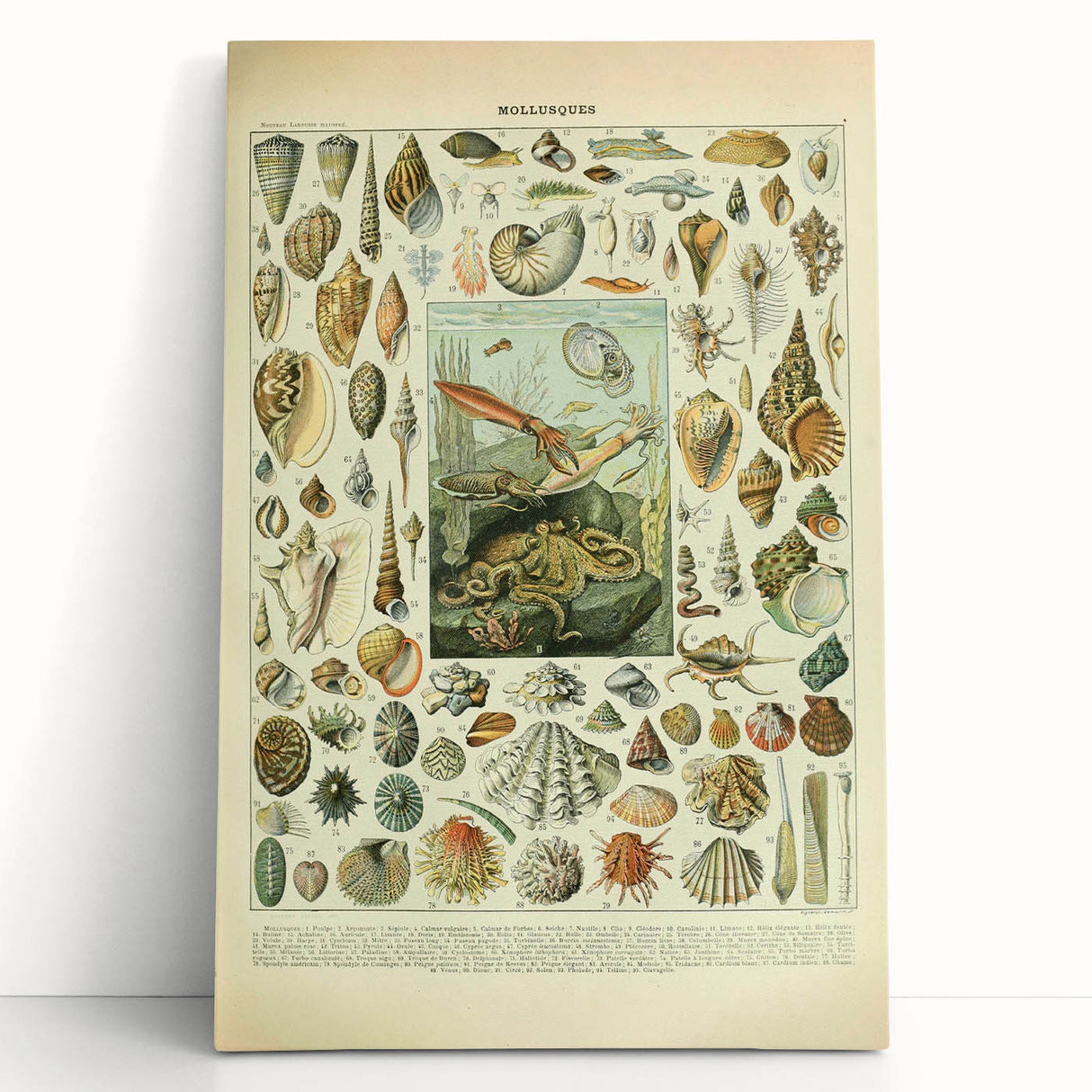 Vintage Mollusks Illustration - Nature Elements Wall Art Print