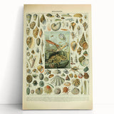 Vintage Mollusks Illustration - Nature Elements Wall Art Print