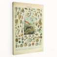 Vintage Mollusks Illustration - Nature Elements Wall Art Print