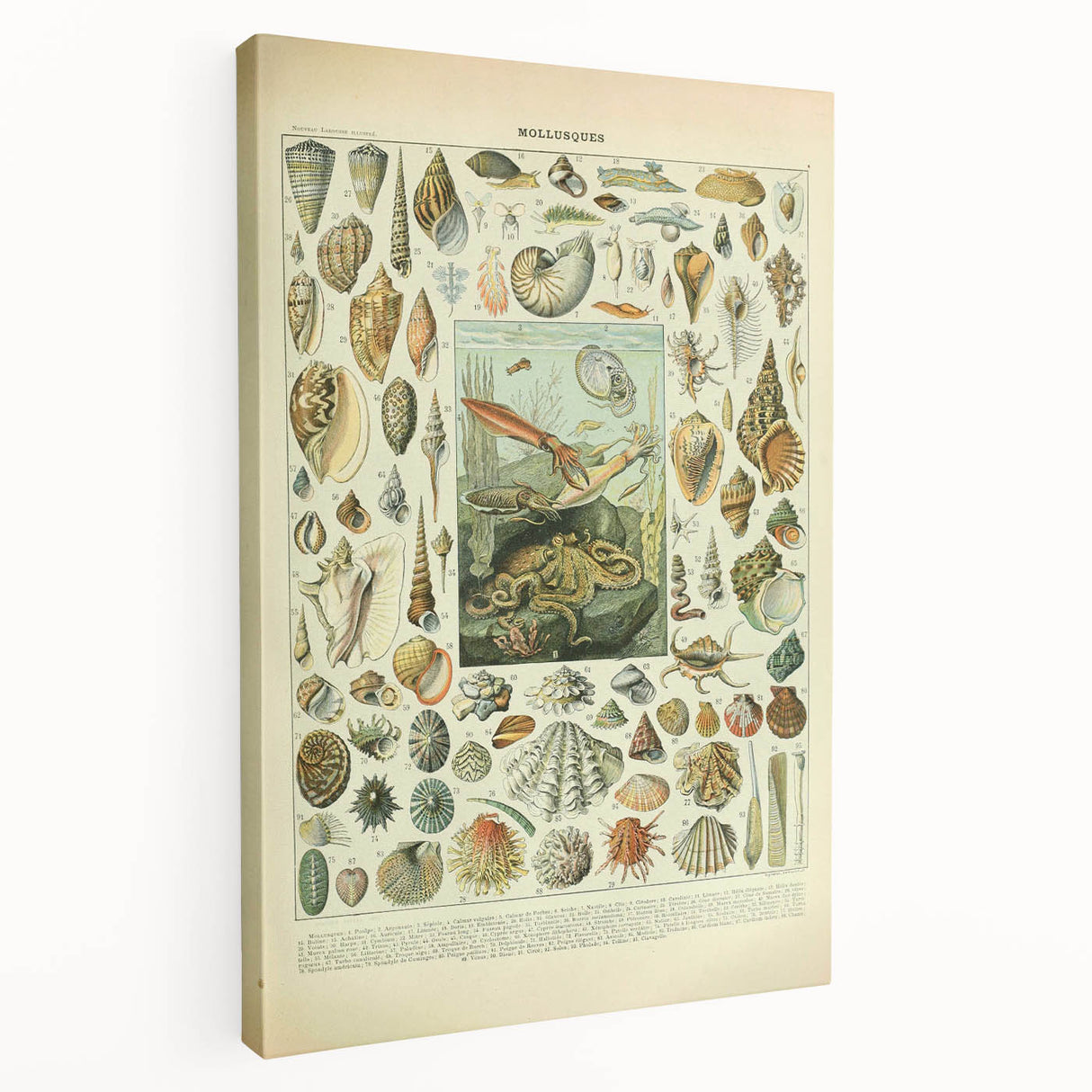 Vintage Mollusks Illustration - Nature Elements Wall Art Print