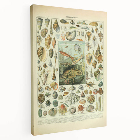 Vintage Mollusks Illustration - Nature Elements Wall Art Print
