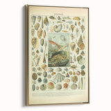 Vintage Mollusks Illustration - Nature Elements Wall Art Print