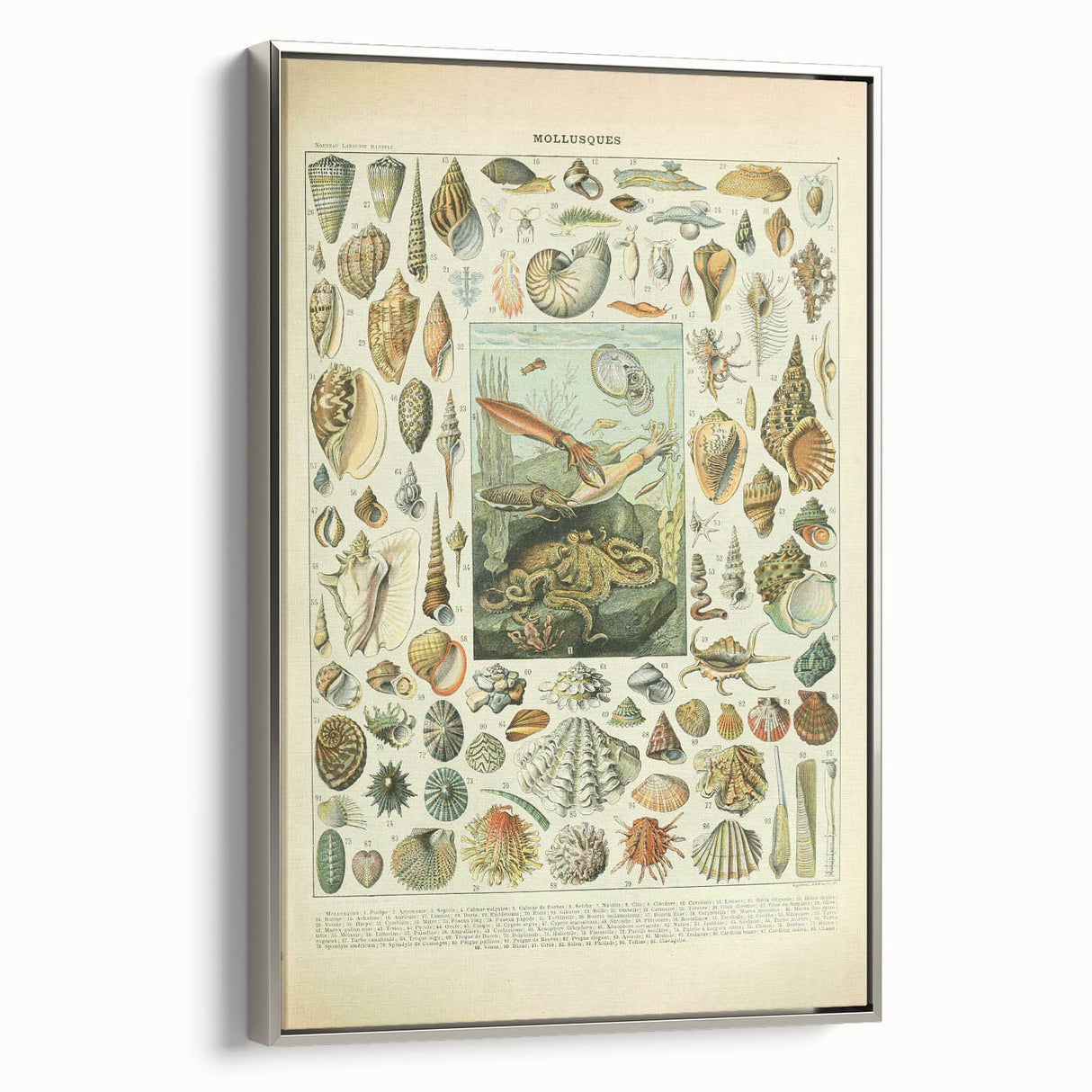 Vintage Mollusks Illustration - Nature Elements Wall Art Print