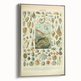 Vintage Mollusks Illustration - Nature Elements Wall Art Print