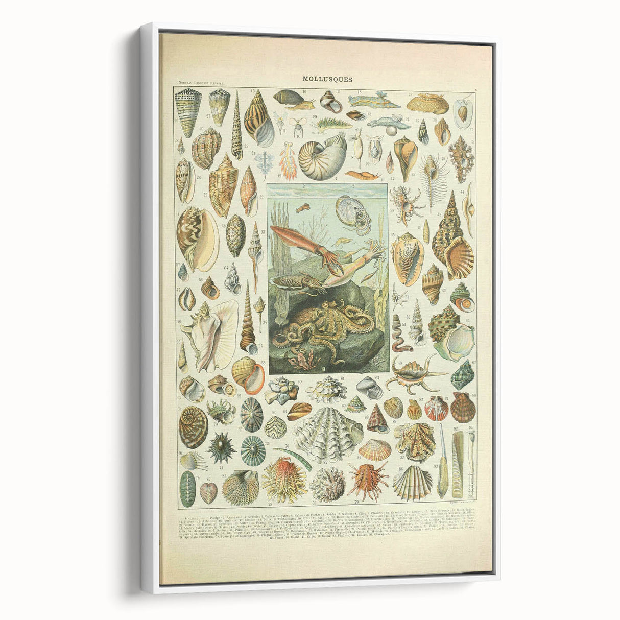 Vintage Mollusks Illustration - Nature Elements Wall Art Print