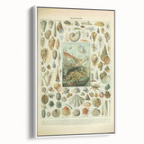 Vintage Mollusks Illustration - Nature Elements Wall Art Print
