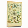 Vintage Oceanography Illustration - Nature Elements Wall Art Print