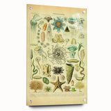 Vintage Oceanography Illustration - Nature Elements Wall Art Print