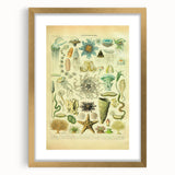 Vintage Oceanography Illustration - Nature Elements Wall Art Print