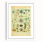 Vintage Oceanography Illustration - Nature Elements Wall Art Print