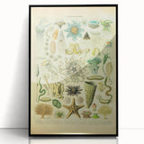 Vintage Oceanography Illustration - Nature Elements Wall Art Print