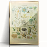 Vintage Oceanography Illustration - Nature Elements Wall Art Print