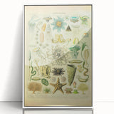 Vintage Oceanography Illustration - Nature Elements Wall Art Print