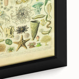 Vintage Oceanography Illustration - Nature Elements Wall Art Print