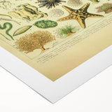 Vintage Oceanography Illustration - Nature Elements Wall Art Print