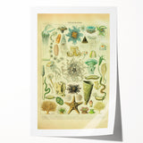 Vintage Oceanography Illustration - Nature Elements Wall Art Print