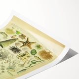 Vintage Oceanography Illustration - Nature Elements Wall Art Print